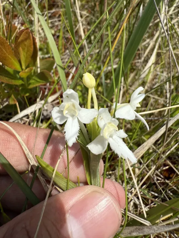 White fringed orchid