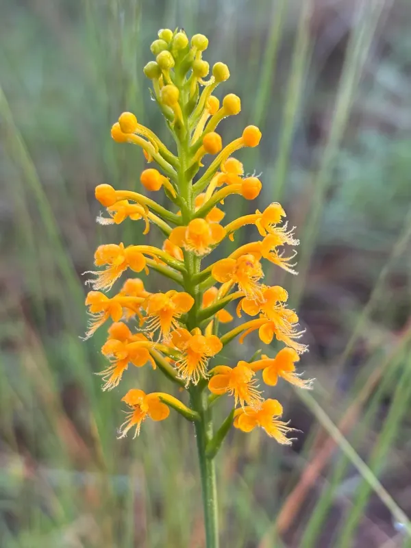 Crested fringed orchid