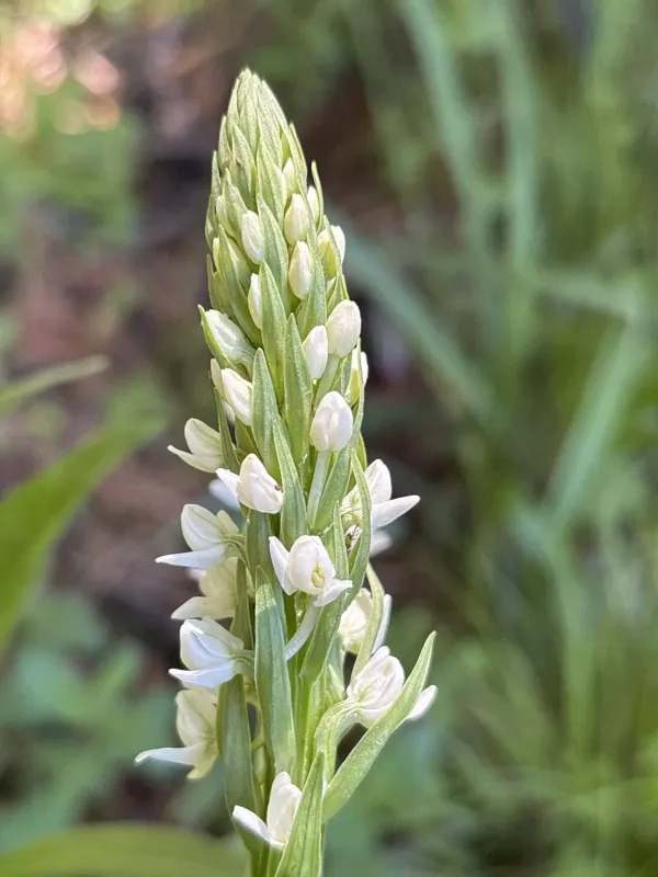 Scented Bog Orchid