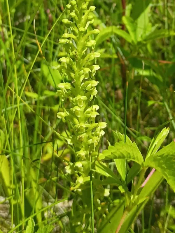 Pale green orchid