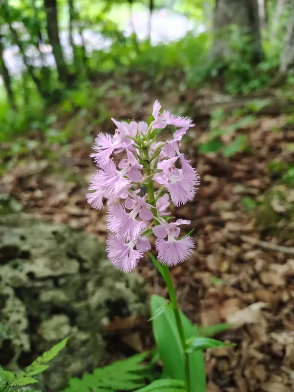 Greater Purple Fringed Orchid