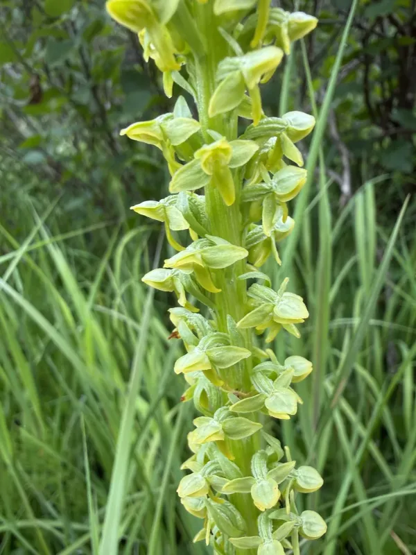 Slender bog orchid