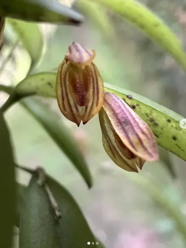 Acianthera wilsonii