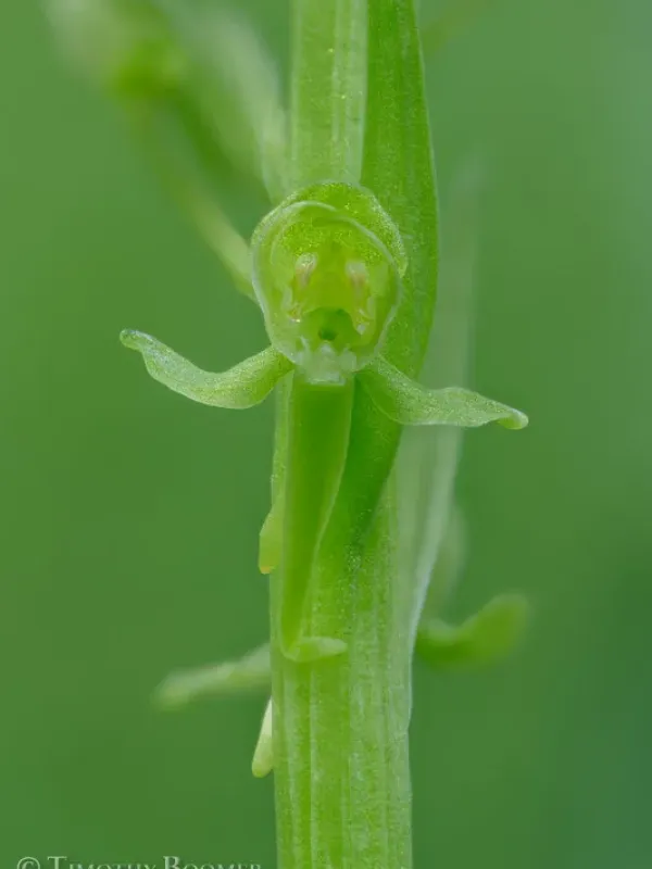 Green-flowered bog orchid