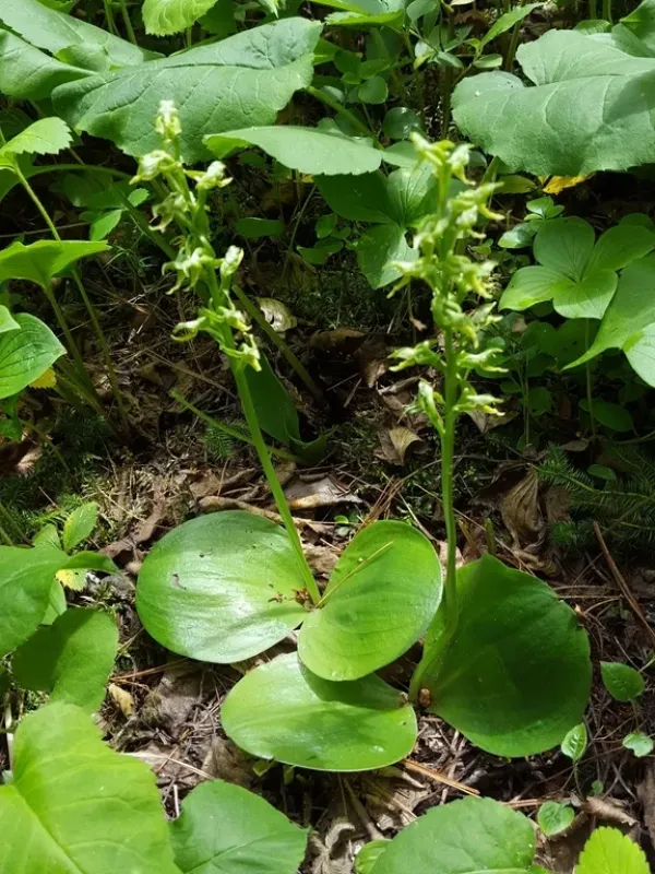 Hooker's Orchid