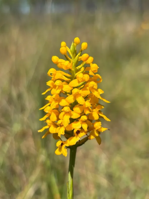 Yellow fringeless orchid