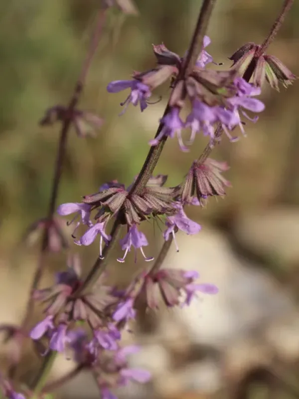 Judean sage