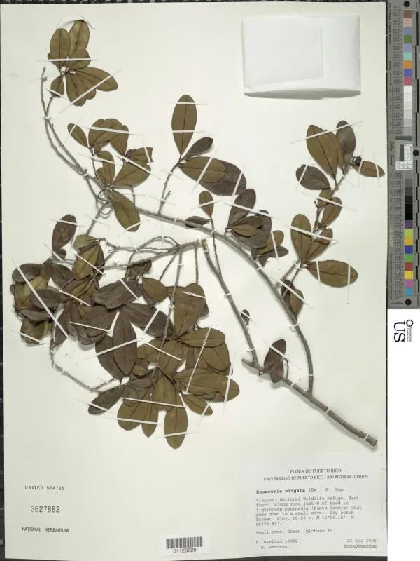 Bourreria virgata