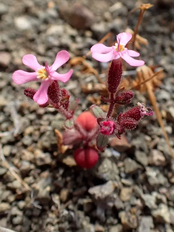 Saponaria mesogitana