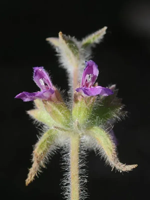 Zohary's hedge nettle
