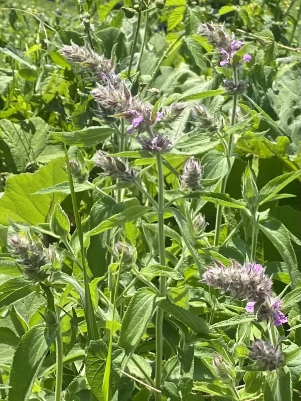Stachys spectabilis