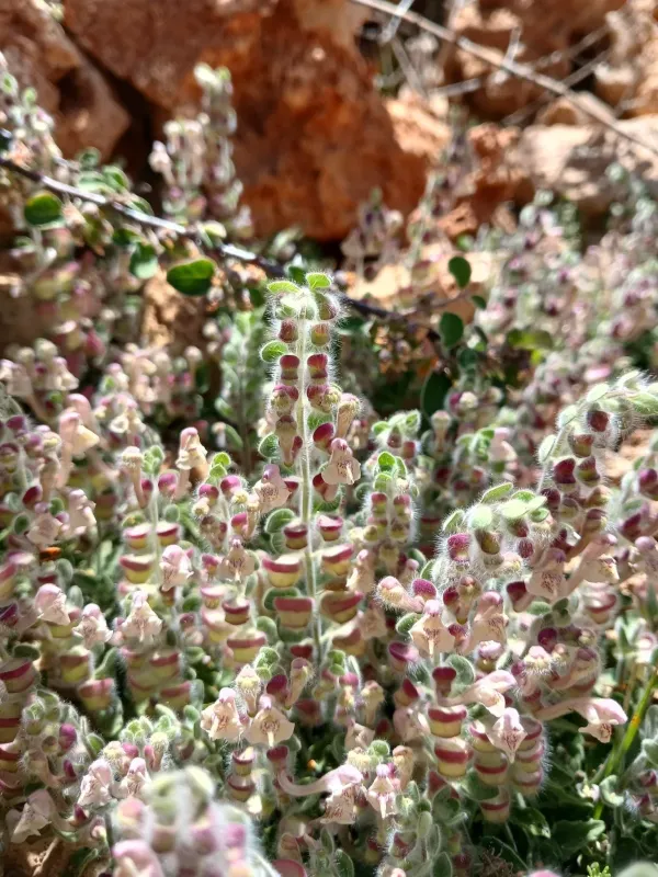 Scutellaria utriculata