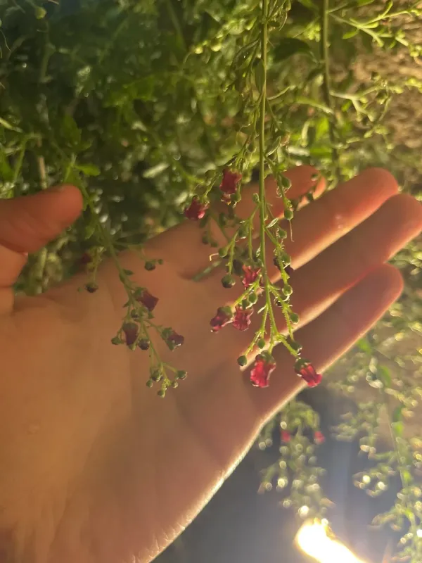 Scrophularia pinardii