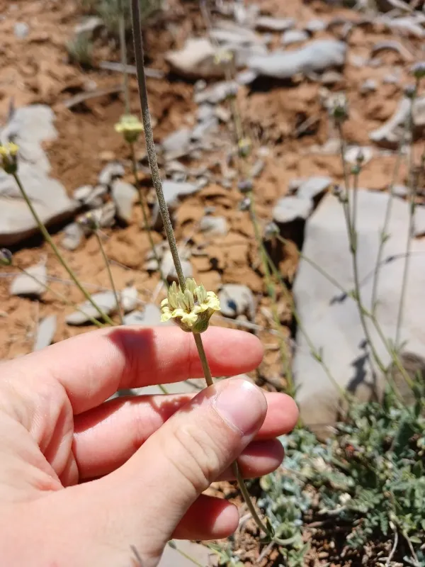Sideritis libanotica