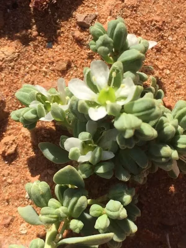 Telephium sphaerospermum