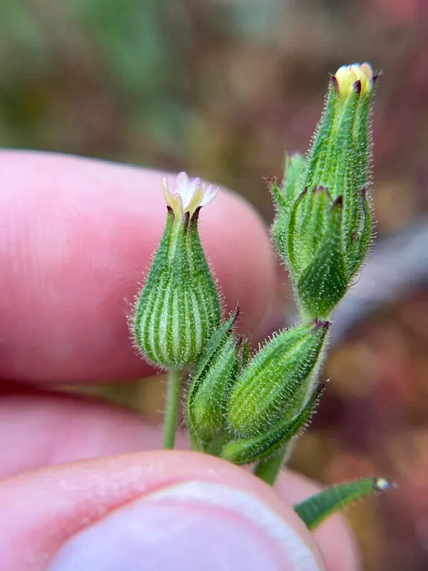 Conical catchfly