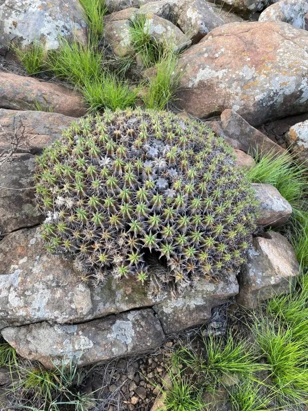 Cushion spurge