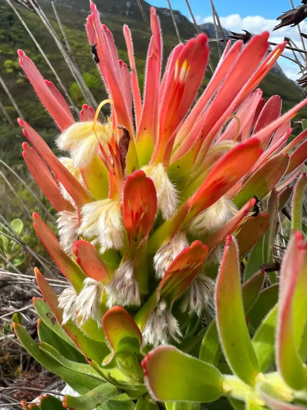 Mimetes cucullatus