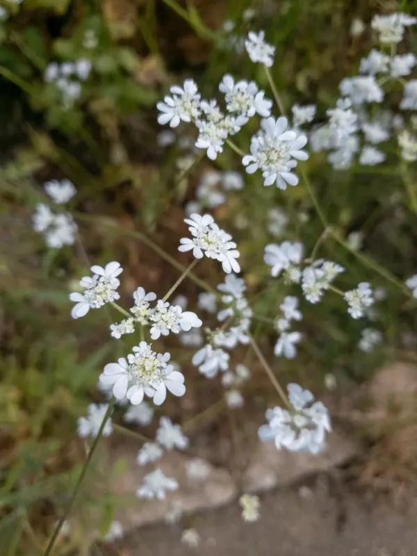 Tordylium carmeli