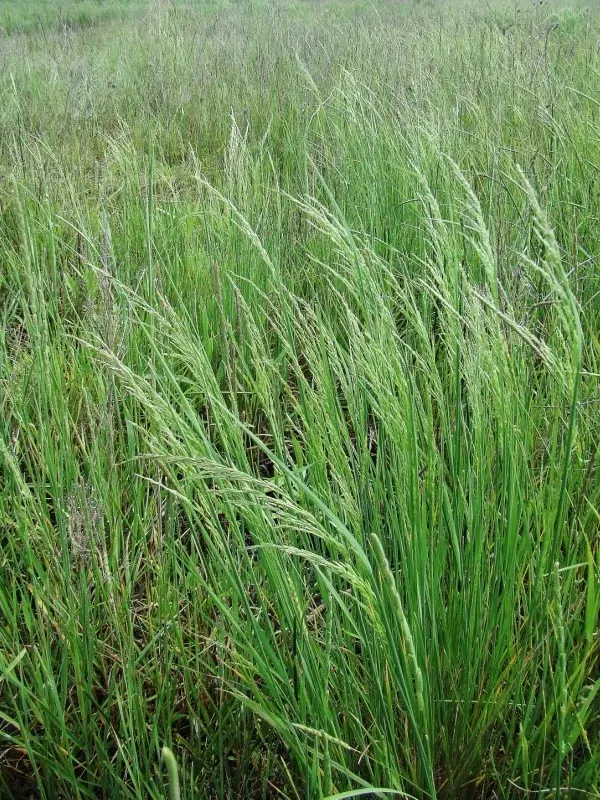 Giant alkaligrass
