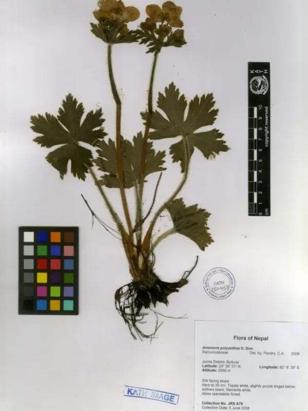 Anemone polyanthes