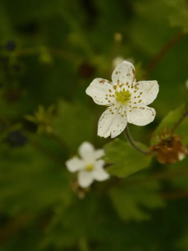 Anemonastrum tetrasepalum