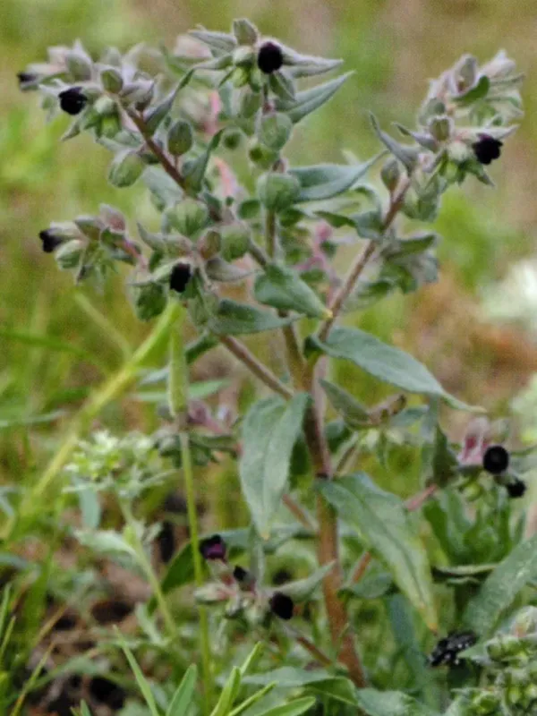 Nonea rossica