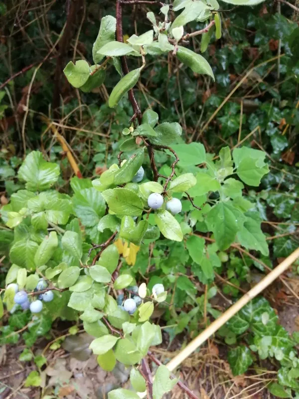 Steppe sloe