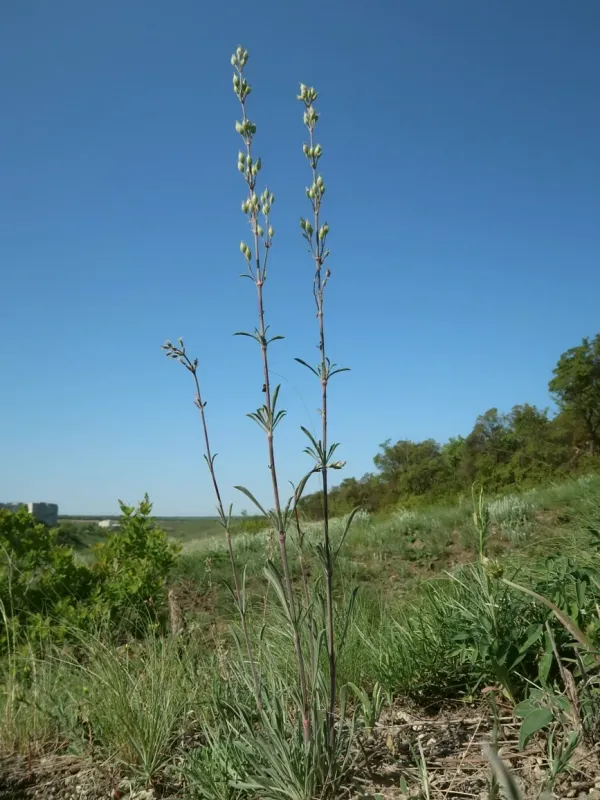 Silene hellmannii