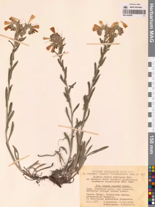 Onosma rigida