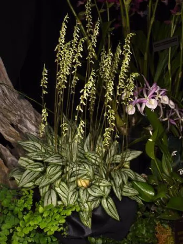 Cyclopogon bicolor