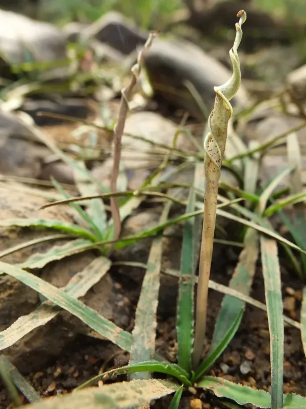 Cryptocoryne retrospiralis