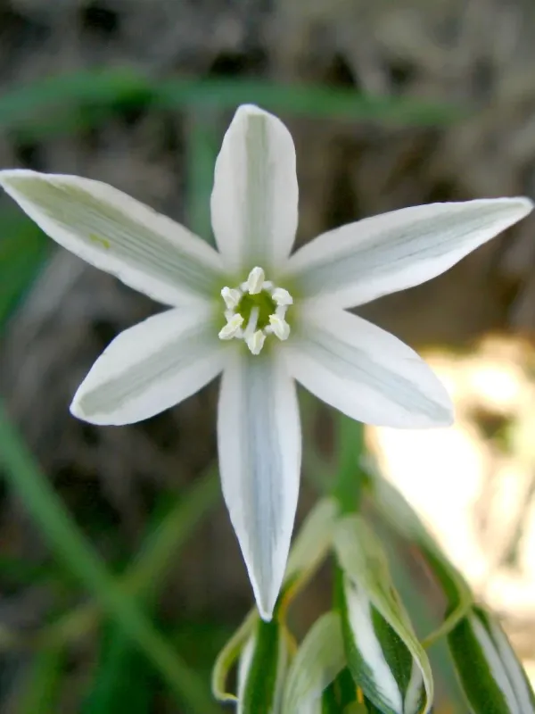 Ornithogalum amphibolum
