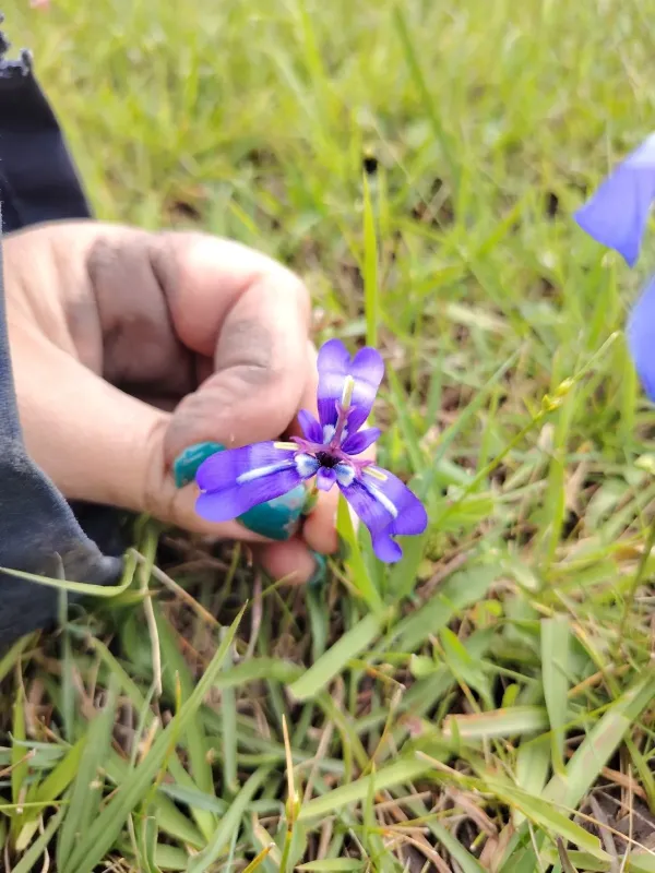 Herbertia pulchella