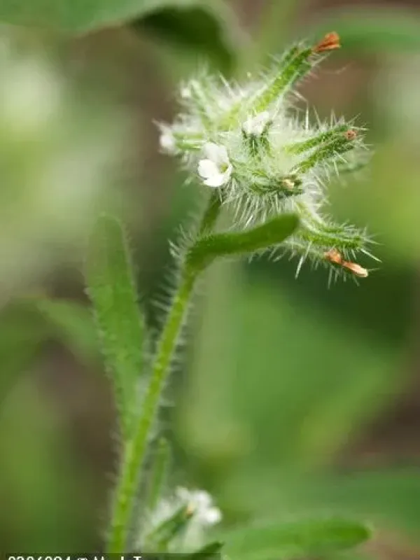 Cryptantha affinis