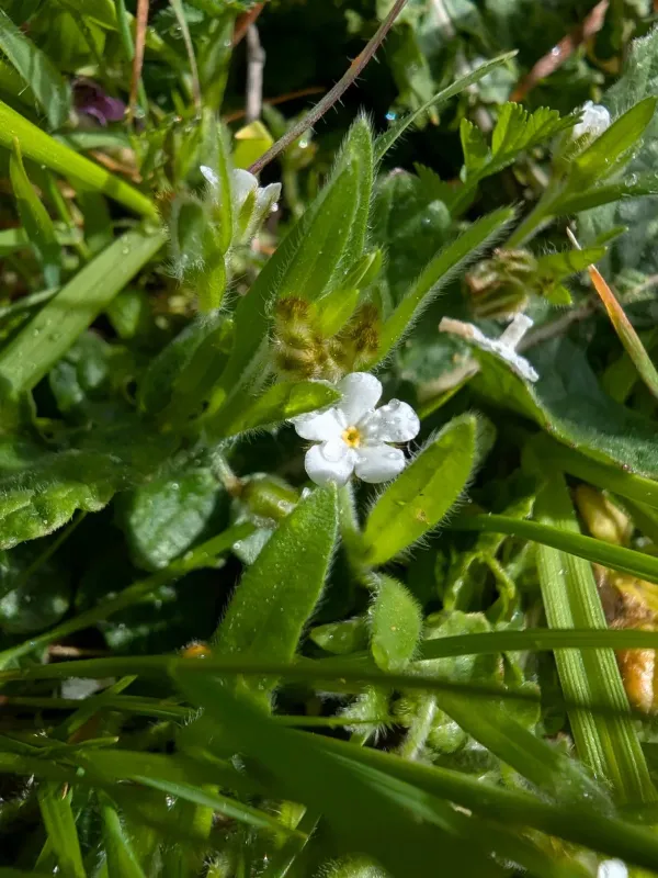 Popcorn flower