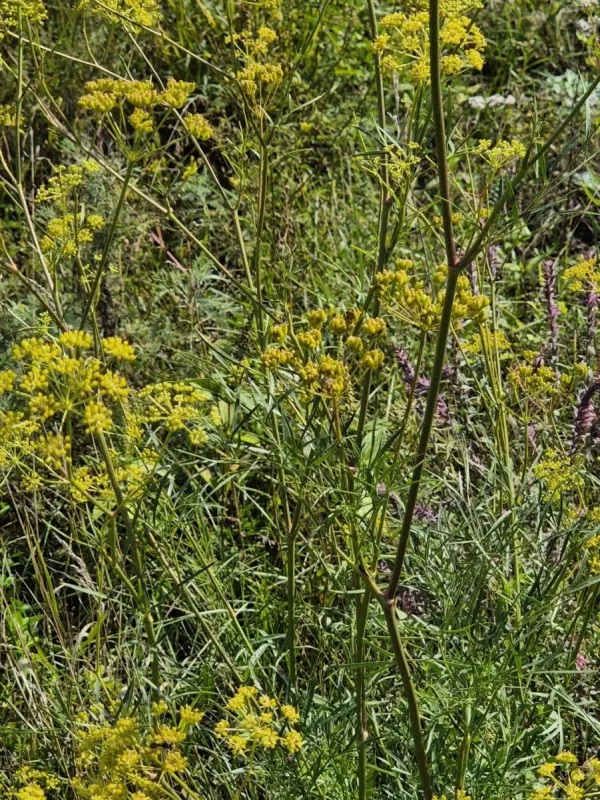 Peucedanum ruthenicum