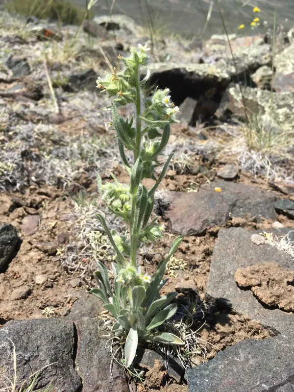 Cryptantha bakeri