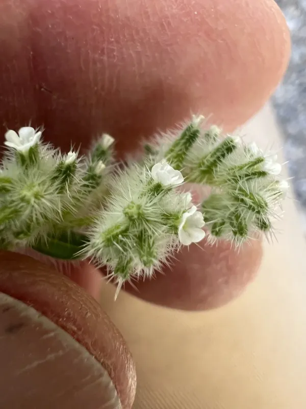Cryptantha barbigera