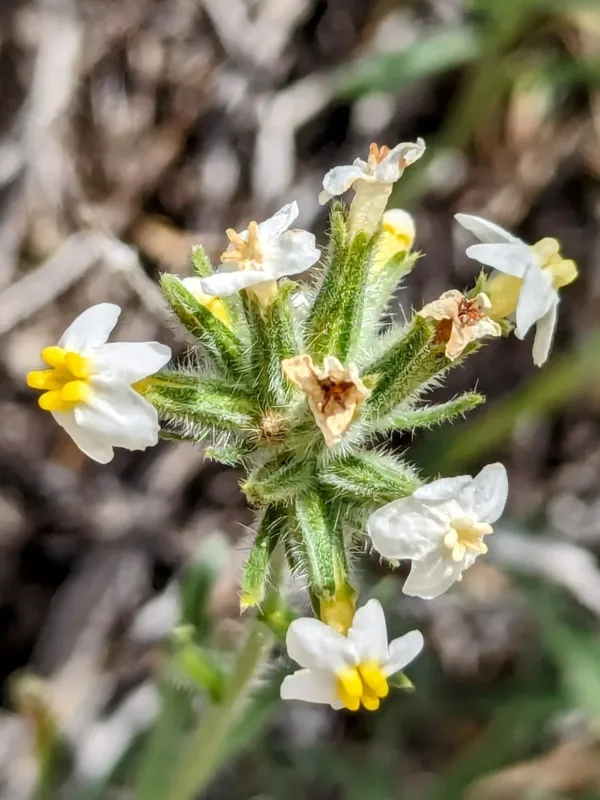 Cryptantha capitata