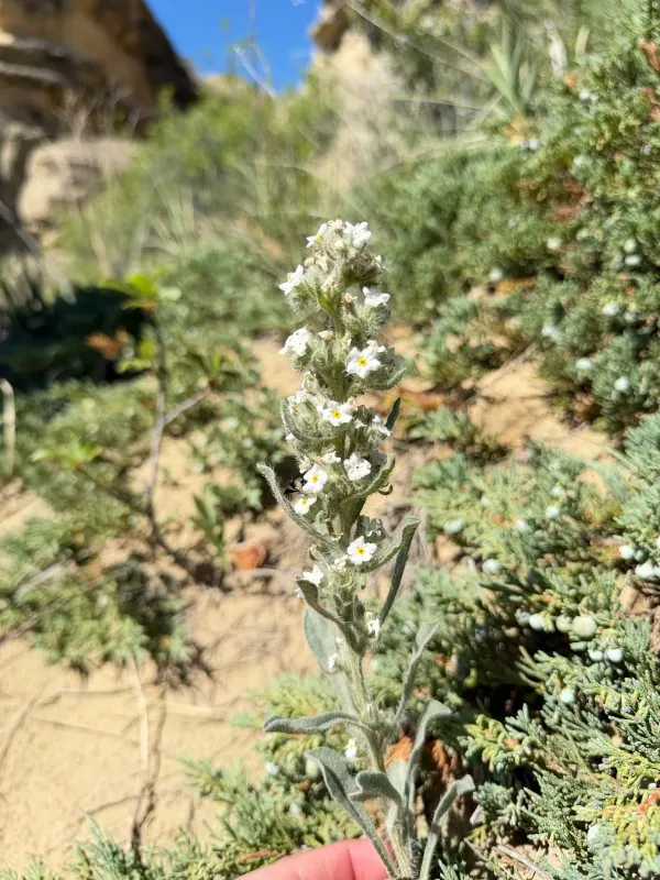 Cryptantha celosioides