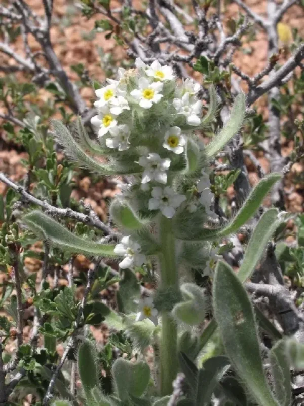 Cryptantha cinerea