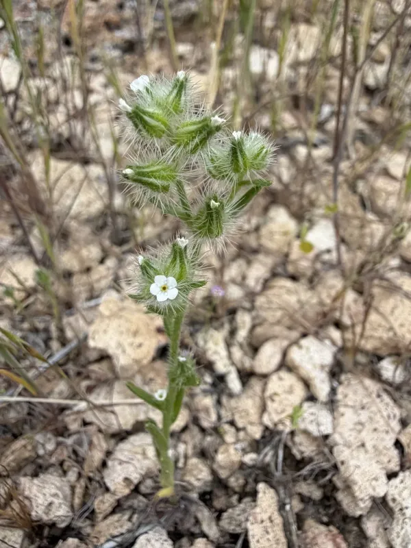 Clokey's cryptantha