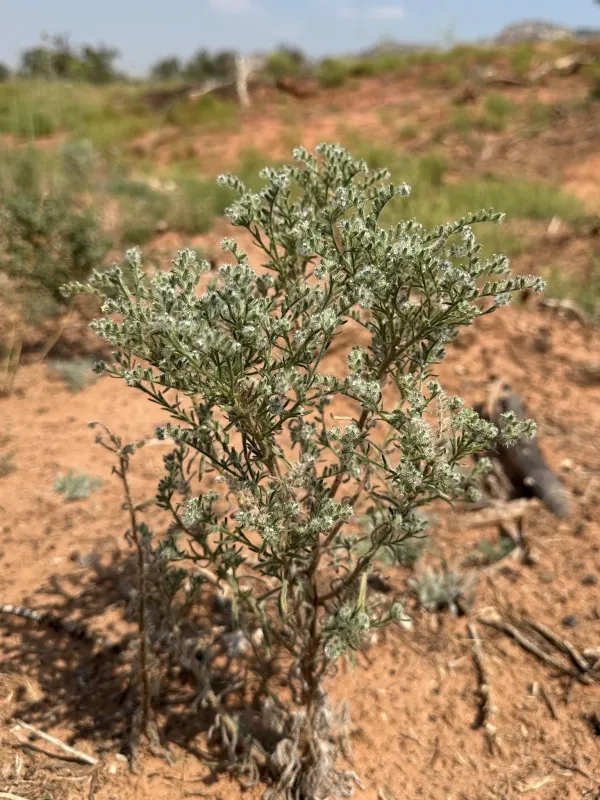 Cryptantha fendleri