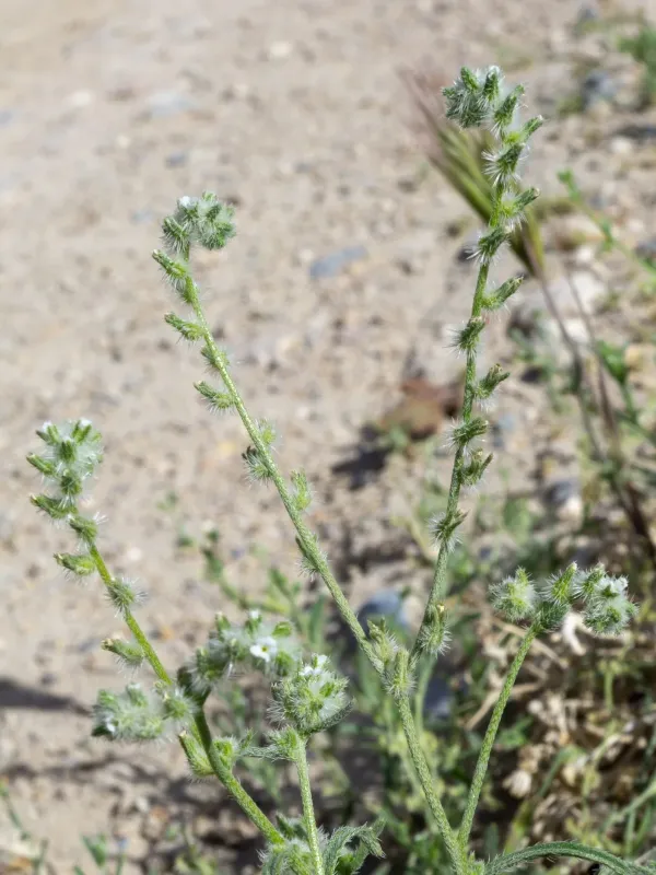 Cryptantha decipiens