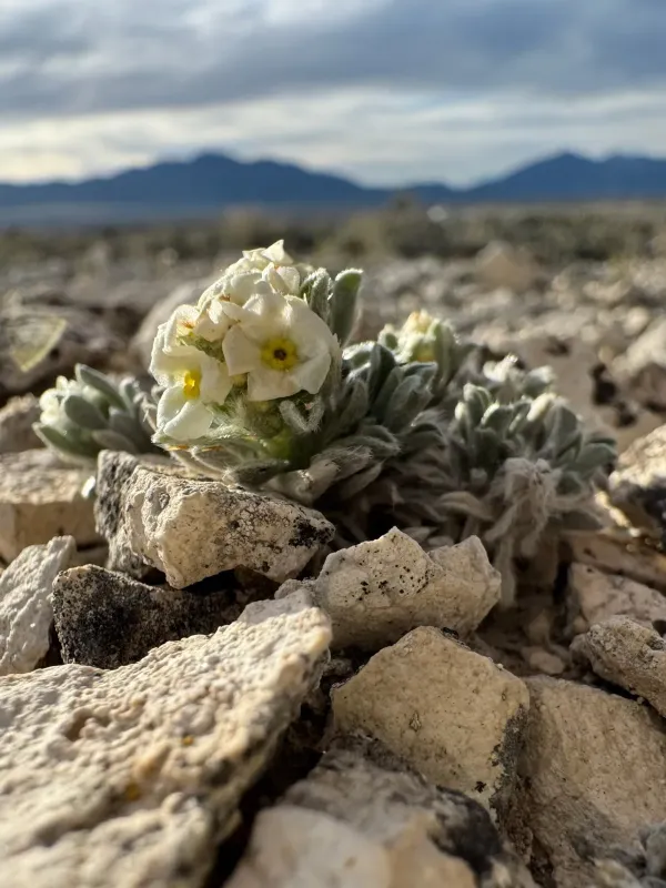 Cryptantha compacta