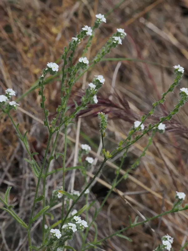 Cryptantha corollata