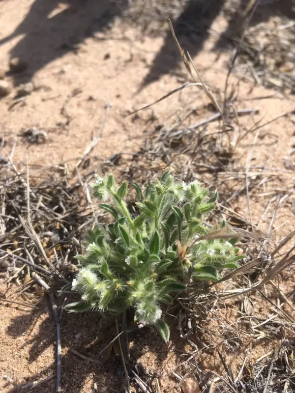 Cryptantha crassisepala