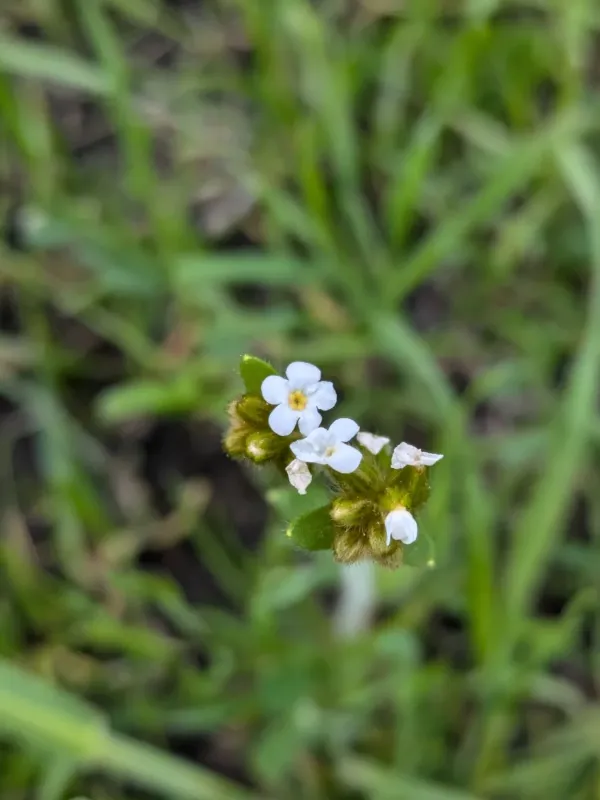 Rusty popcornflower