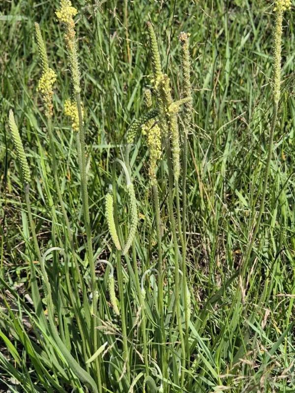 Plantago salsa